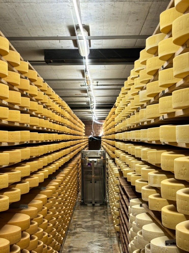  스위스 그루예르 치즈 공장 후기 (Gruyère)