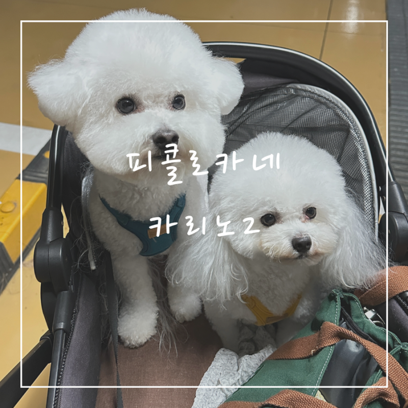 피콜로카네 카리노2 3년 사용후기 강아지유모차 추천