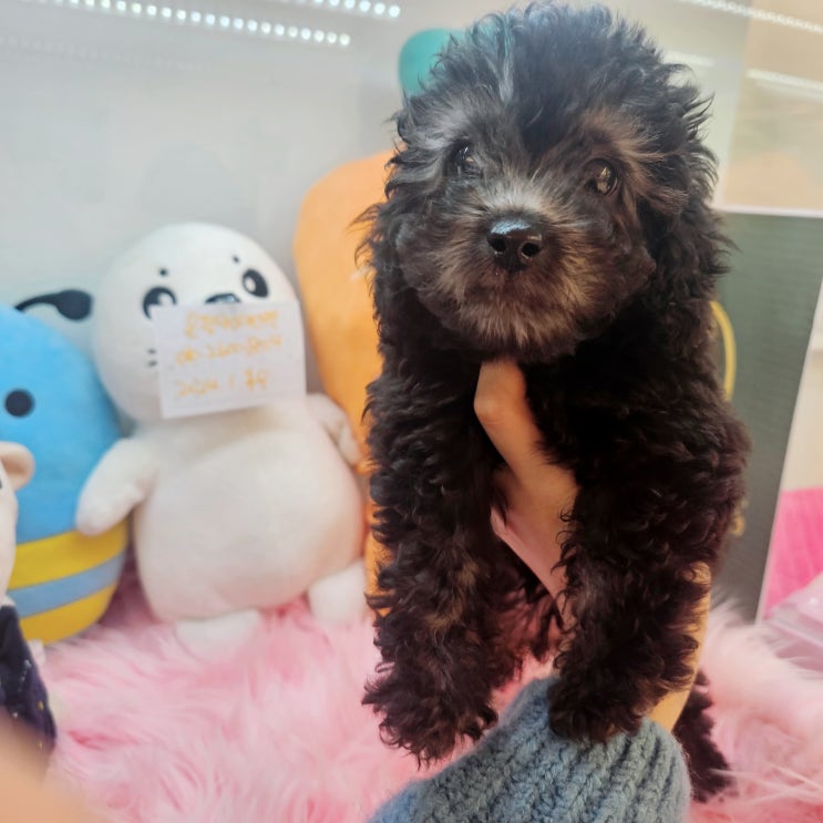  서울강아지분양 라이트실버푸들 책임분양중