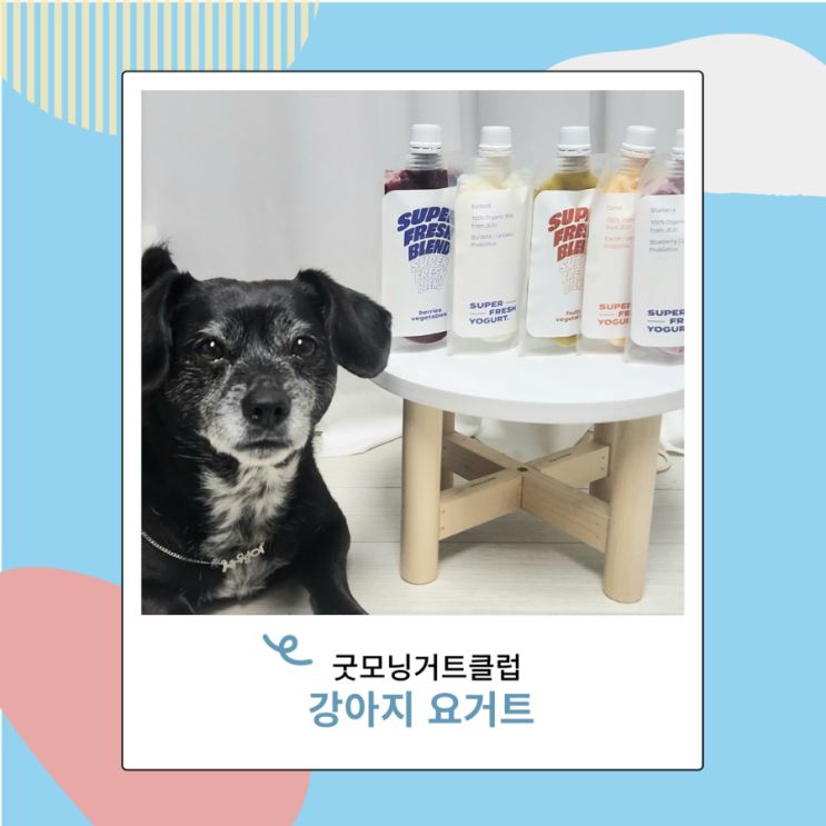 강아지 고양이 유산균 굿모닝거트클럽 요거트 맛있어 강아지 고양이 유산균 굿모닝거트클럽 요거트 맛있어