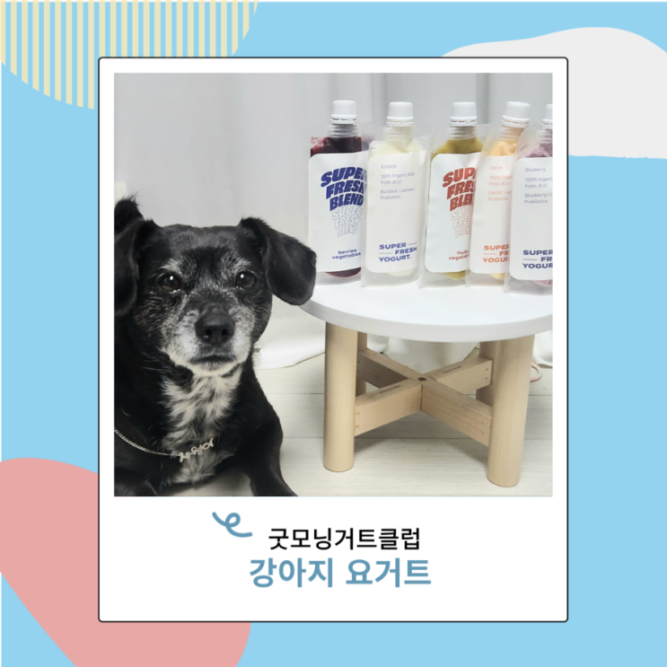 강아지 고양이 유산균 굿모닝거트클럽  요거트 맛있어