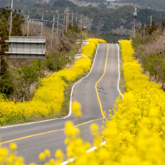 녹산로 유채꽃도로 서귀포 가시리마을 10km 한국의 아름다운 길
