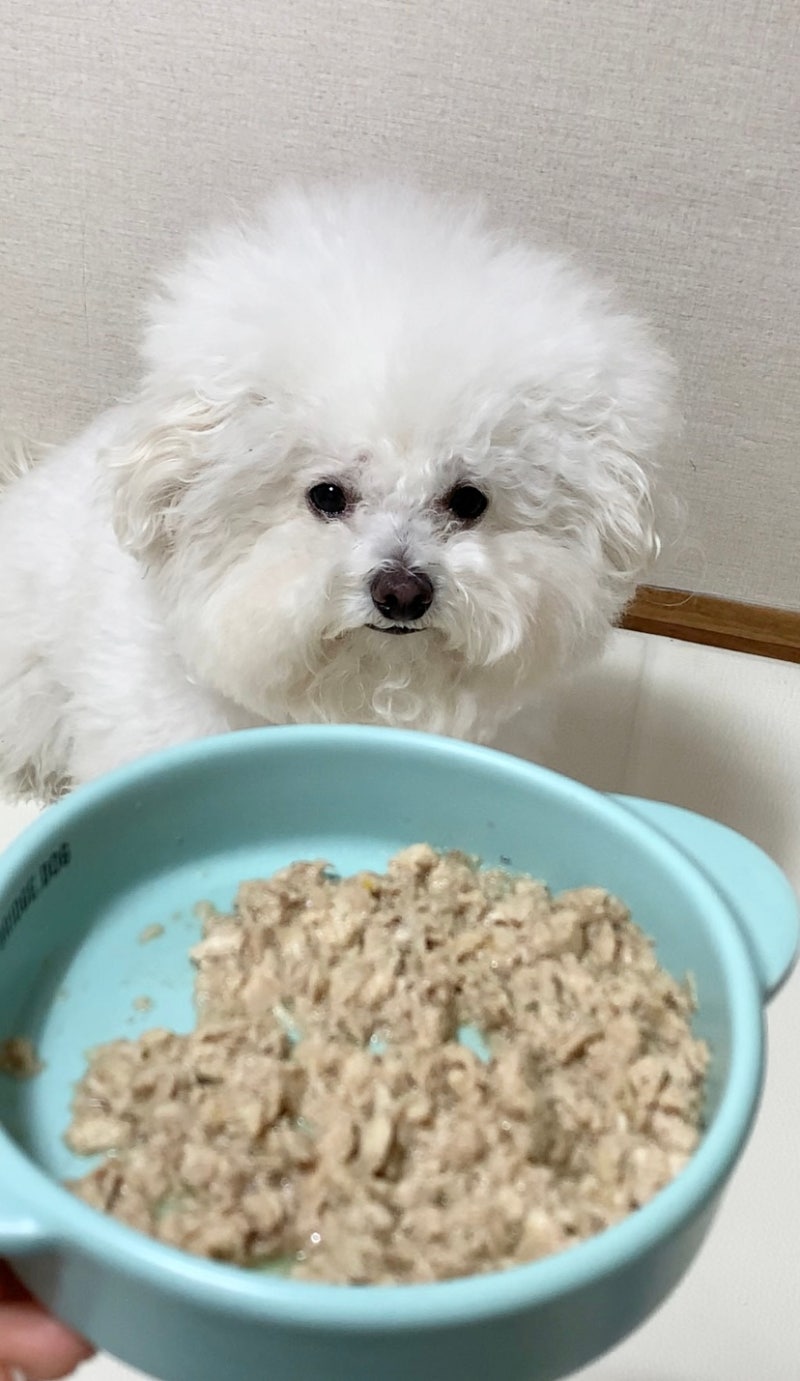 강아지 화식 밥안먹을때 기호성 좋은 애견 수제사료 레이앤이본