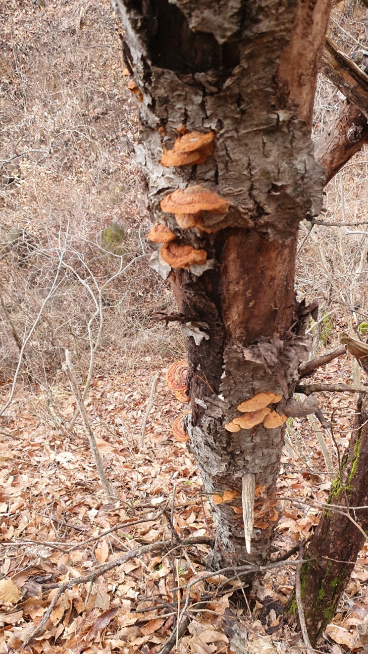 겨울 산행 꽝 산행도 많고 날씨가 오락가락 힘든 시기입니다 겨울 산행 꽝 산행도 많고 날씨가 오락가락 힘든 시기입니다