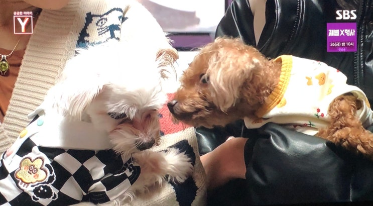 궁금한이야기Y <b>반려동물</b> 등록칩 살을 도려내 <b>유기</b>된 푸들 써니... 