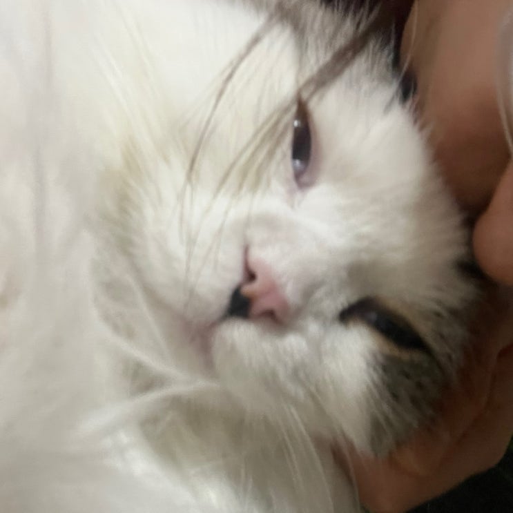  [고양이 심장사상충의 날] 활기찬동물병원, 애드보킷 받아오기