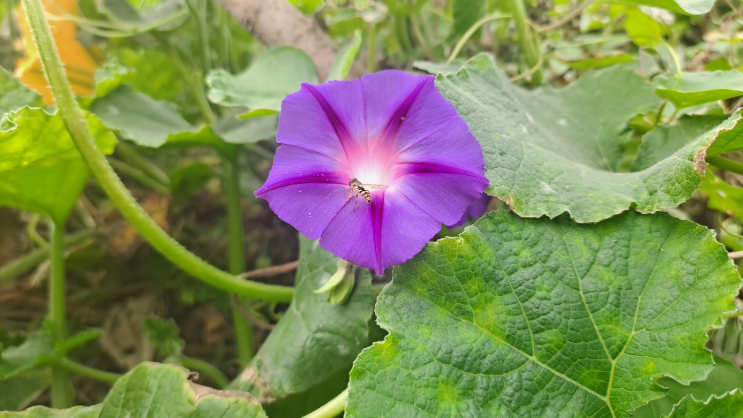  GMP 적합인정, 품목인증 받은 업체 컨설팅