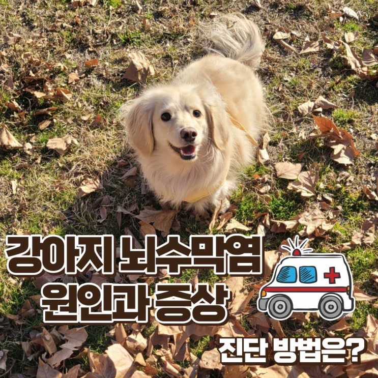  강아지 뇌수막염 증상 원인 진단 방법