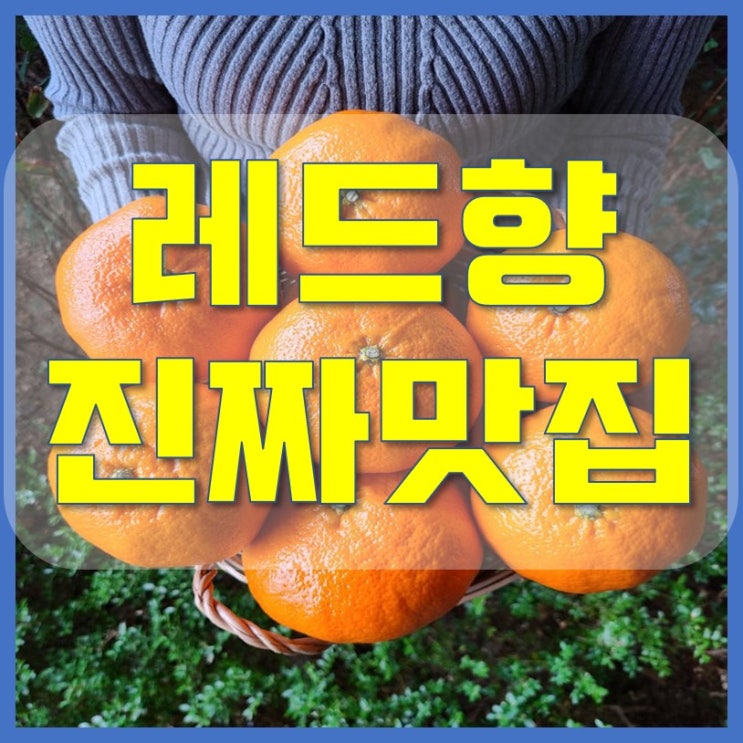 제주 레드향 10kg 선물세트 택배 맛집