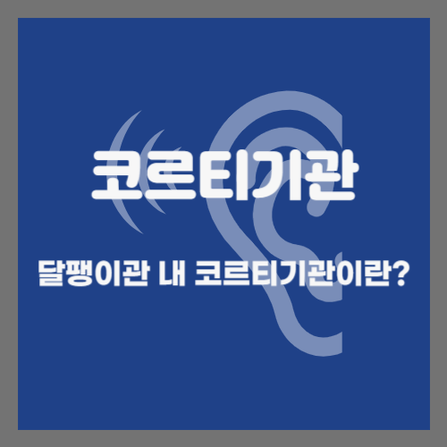  코르티기관(Corti‘s organ)과 유모세포 위치 및 역할