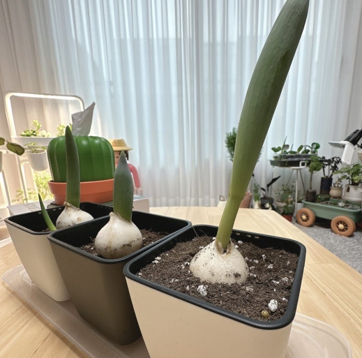  피플랜트 튤립 구근식물 키우기키트