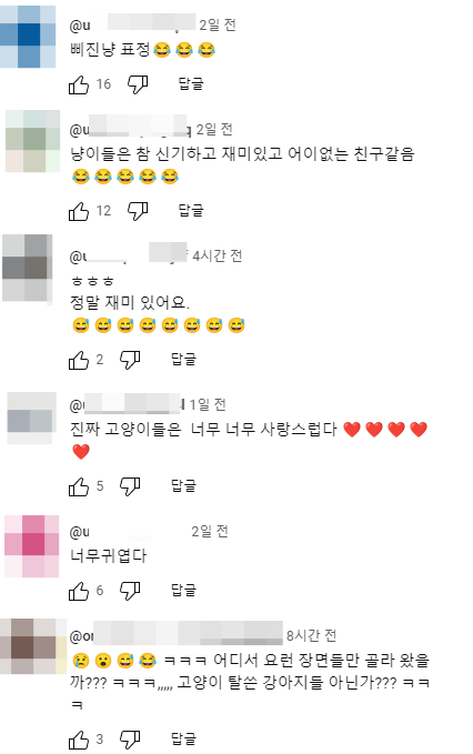  이 고양이들이 유명해진 이유