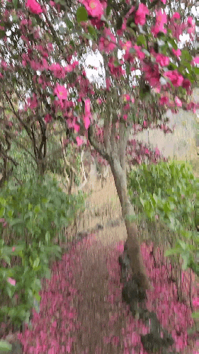  제주 한라수목원 동백 꽃 봄 소리 들리는 꽃길 산책 코스