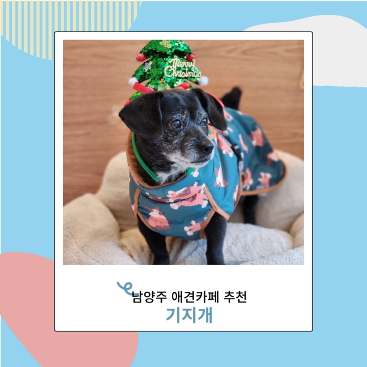 남양주 애견카페 대형견 실내 가능한 기지개 애견운동장 남양주 애견카페 대형견 실내 가능한 기지개 애견운동장