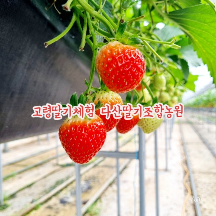  경북가볼만한곳 다산딸기조합농원 feat 고령딸기체험