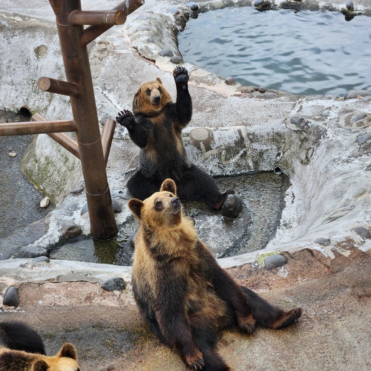 노보리베츠 곰목장 베어파크, 아이와 가볼만한곳 - 일본 훗카이도 여행