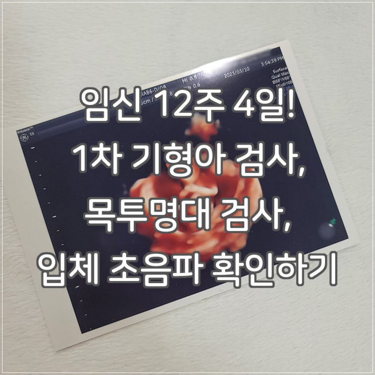 [임신 12주 4일] <b>1차</b> 기형아... , 뱃속의 아기가 딸일까 <b>아들</b>일... 