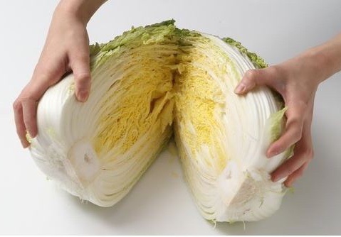  배추고르는법 과 배추의 영양 및 효능 배추보관방법