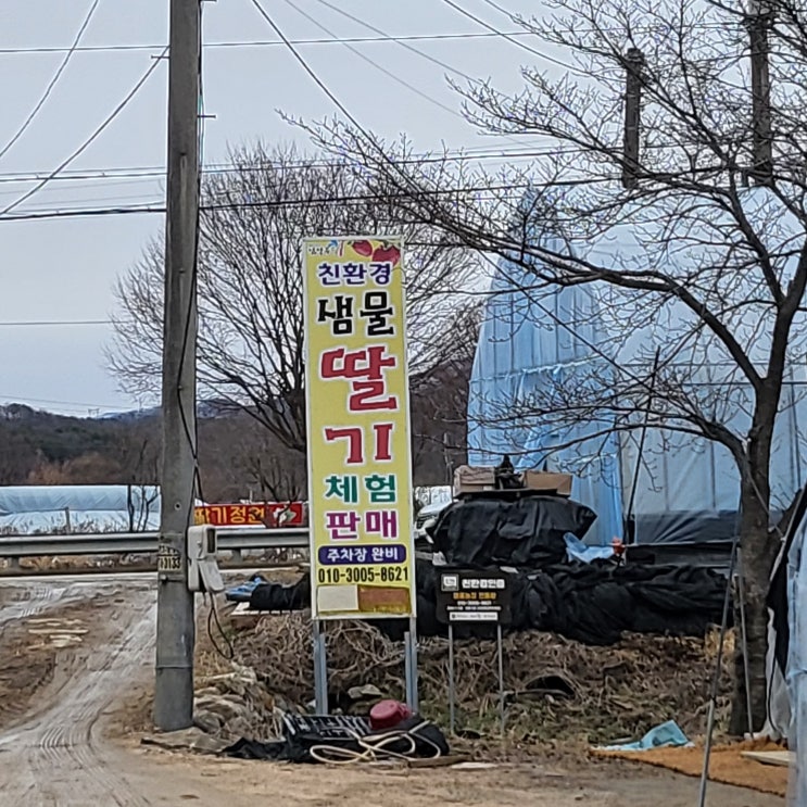 [경기도_남양주]서울 근교 체험농장_샘물딸기농장