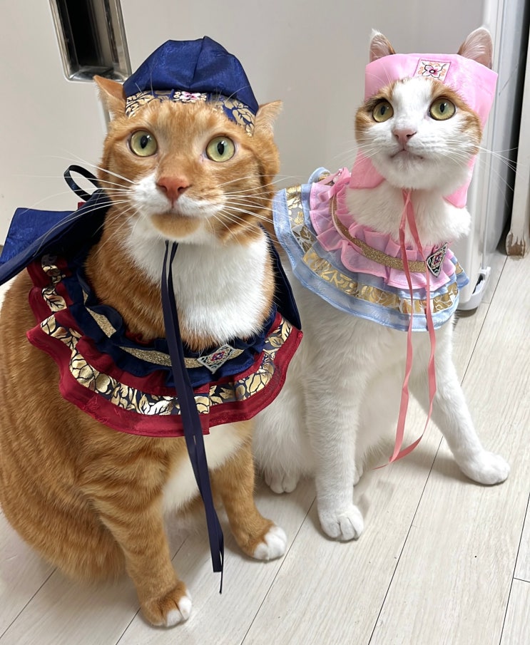  강아지 고양이 한복 케이프 하나로 편하고 귀엽게