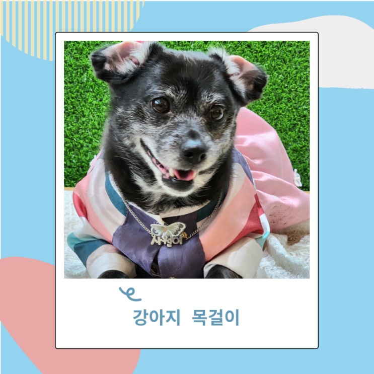 강아지 고양이 각인 목걸이 외부 인식표 하니쉬몽 왜케 이뻐 강아지 고양이 각인 목걸이 외부 인식표 하니쉬몽 왜케 이뻐