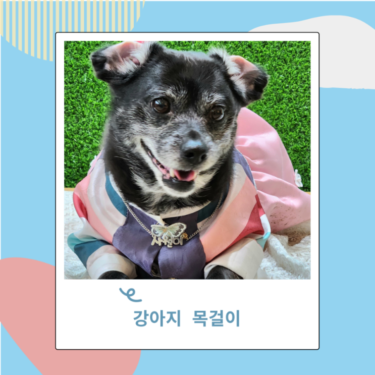 강아지 고양이 각인 목걸이 외부 인식표 하니쉬몽 왜케 이뻐