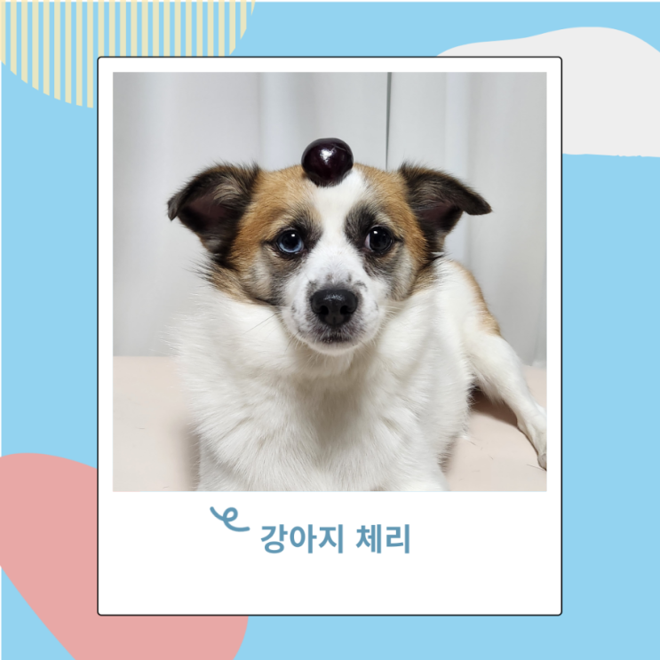 강아지 과일 체리 급여시 체리씨와 줄기 껍질 안돼 강아지 과일 체리 급여시 체리씨와 줄기 껍질 안돼