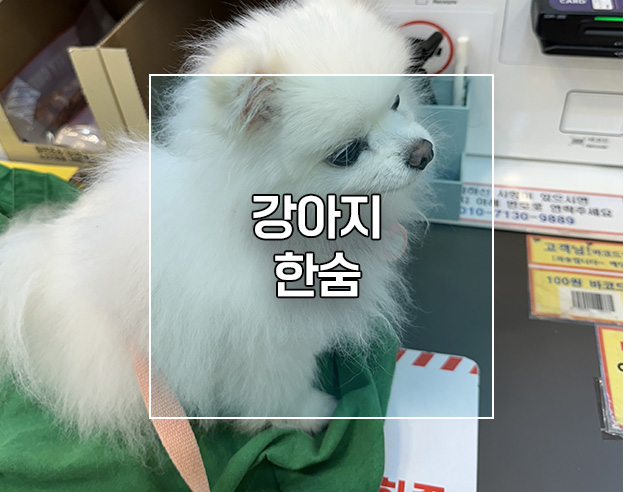  강아지 한숨 쉬는 이유 어떤 의미가 있을까?