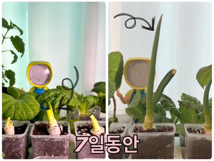  파 키우기, 거실에서 파테크