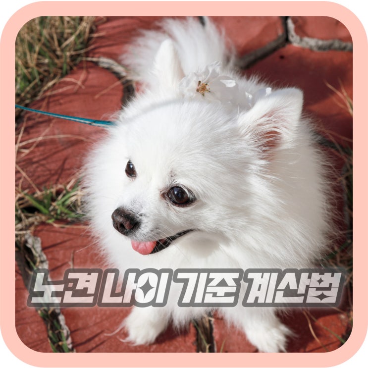  강아지 나이 계산법 노견 기준 몇살부터