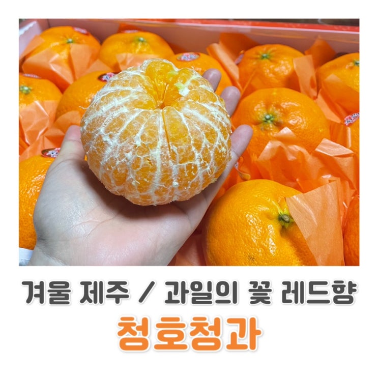  [제주 귤 맛집] 세화 해녀민속오일장 / 귤 맛집 / 레드향 구매 후기 