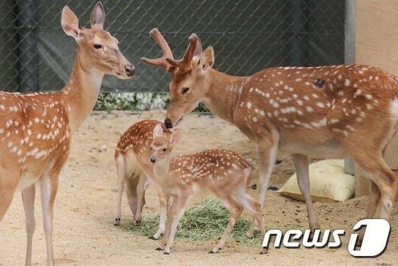 아파트 지하주차장서 사슴 '난동'…차량 수리비 수백만원은 누가?