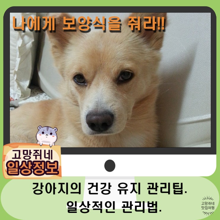  강아지의 건강을 위한 일상적인 관리법.