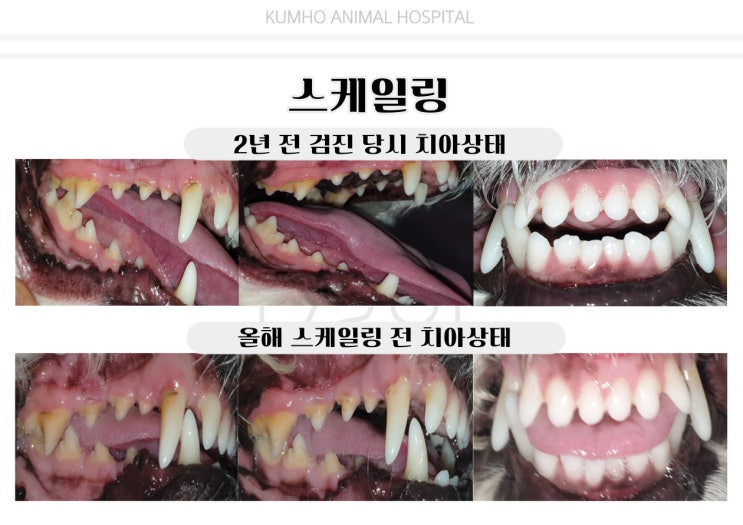  광주 강아지 치과 - 강아지 스케일링과 치아검진의 중요성 [광주 치과 동물병원, 금호동 동물병원, 강아지 스케일링]