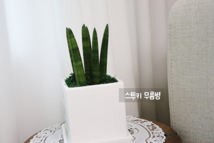  스투키 무름병 이번에는 무사하길 바라며 (키우는 법)