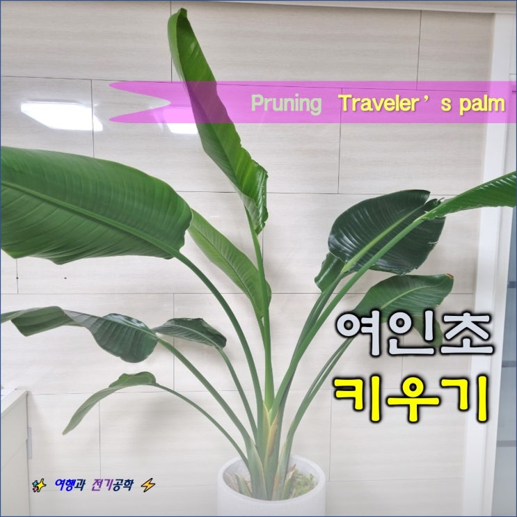  여인초 꽃말 뜻과 가지치기 키우기