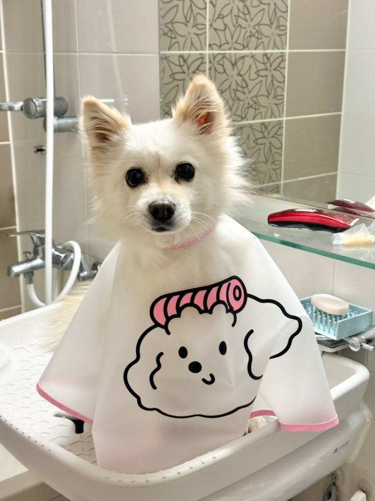  구뜨 세안보ㅣ강아지 세수 꿀템 내돈내산