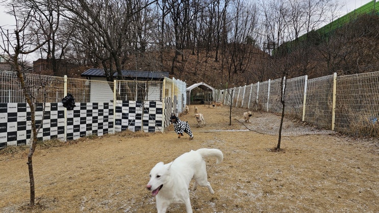  설 연휴 정상영업 :) 라드독 분당애견호텔