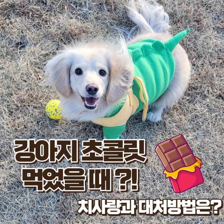  강아지 초콜릿 먹었을 때 치사량 대처 방법