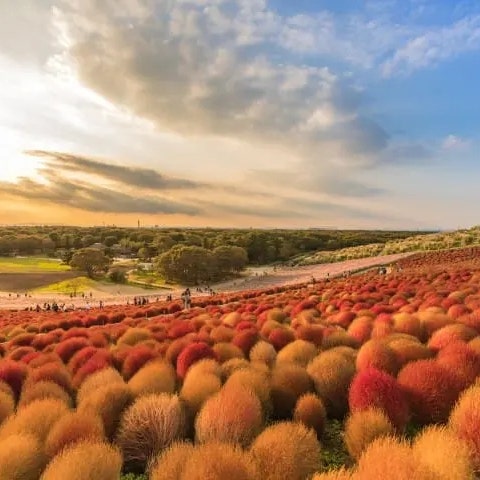  도쿄 근교 여행 : 국영 히타치 해변 공원(国営ひたち海浜公園 고쿠에이히타치카이힌코엔) 일본 최대 꽃의 공원