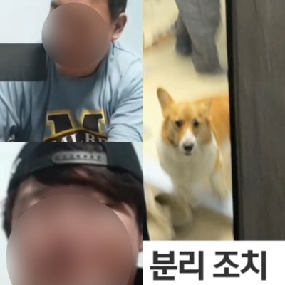 <b>반려견</b> 죽도 학대 <b>유튜버</b> 누구 웰시코기 캣치독팀 긴급구조 처벌