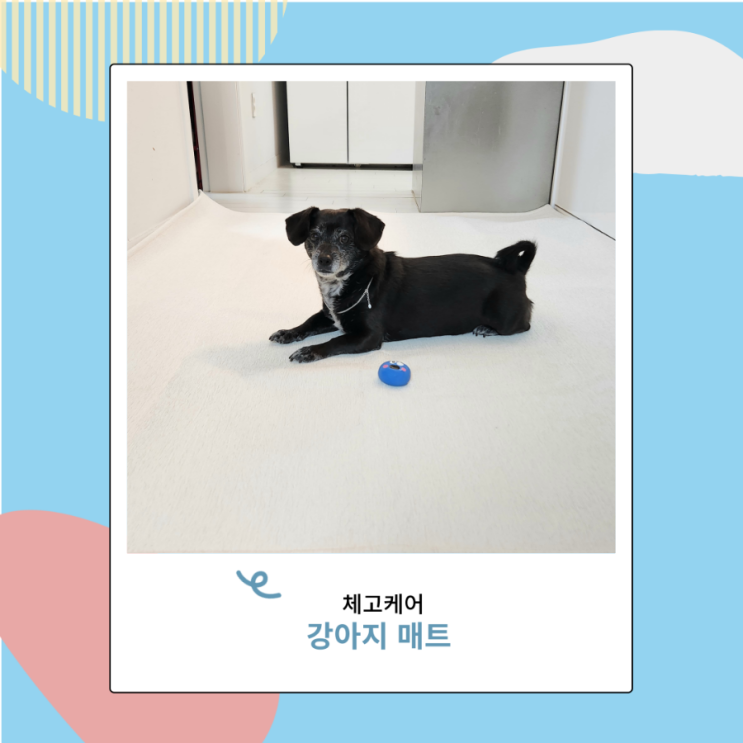 체고케어 강아지 고양이 매트 슬개골위해 러그 필수 체고케어 강아지 고양이 매트 슬개골위해 러그 필수