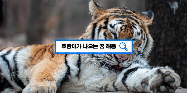  [무료꿈풀이] 호랑이꿈해몽/호랑이꿈/호랑이나오는꿈/상황별 꿈해몽