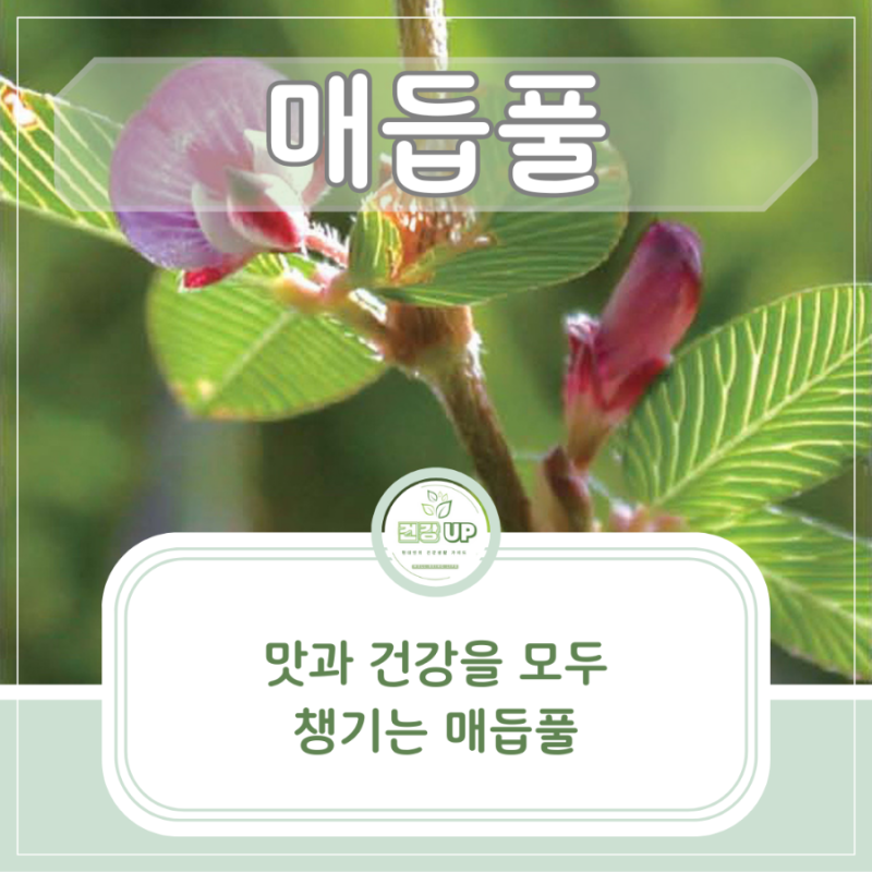 매듭풀 효능 감기 기침 천식 예방에 탁월한 효과