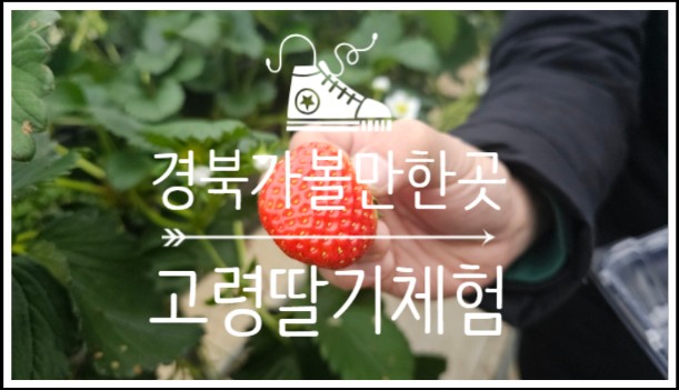  아이와 대구주말나들이 가볼만한곳 다산딸기조합농원