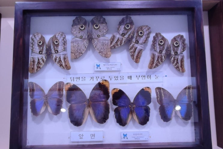 여수 여행 자산공원 곤충 박물관 해오름 전시실 무료 관람