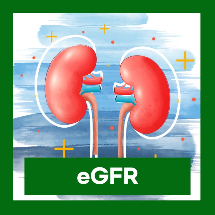  eGFR 정상수치 신사구체여과율 크레아티닌 계산 수치 높으면