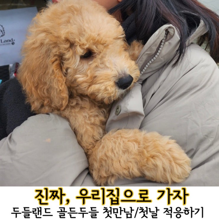  강아지'진짜'와 첫만남,첫날적응하기