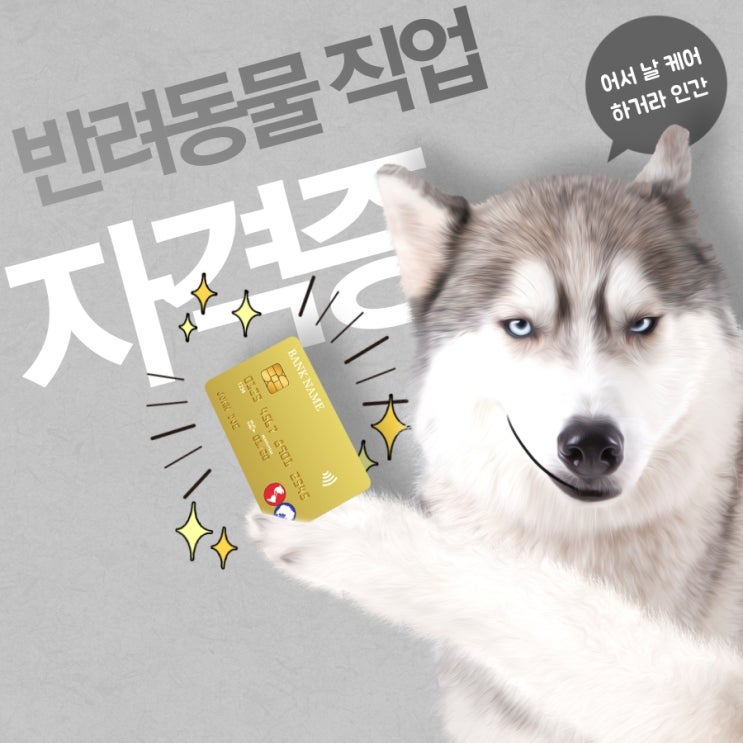  반려동물 펫 관련 직업 자격증은 어떤 게 있나