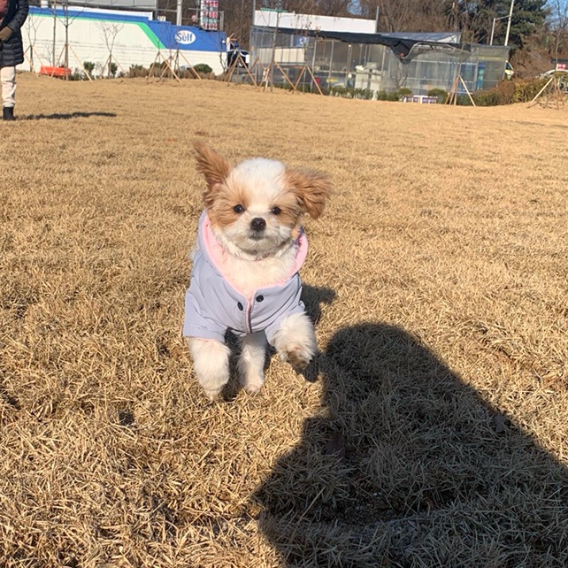  강아지 겨울 산책용 패딩추천, 펫츠랜드 M사이즈